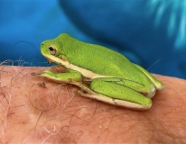 American-tree-frog