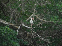 White Ibis  in Ding Darling State Park