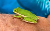 American tree frog