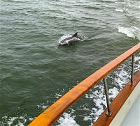 Dolphin escort