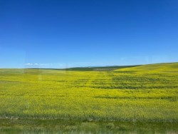 Fields of canola in MT