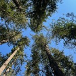 Price Sculpture Forest; Whidbey Island, WA