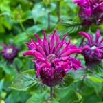 Courter Country Farms; Poulsbo, WA