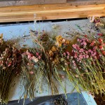 Dried flowers