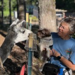 Whisper's new alpaca friend