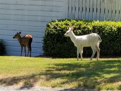 Fawns in Ken & Susie's neighborhood