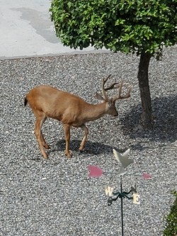 Deer in Ken & Susie's yard