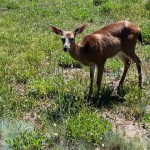Deer in Olympic NP