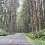 Hoh Rainforest; Olympic NP, WA