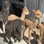 I'm still a little unsteady on these legs...but I love to run!"