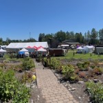 Sequim Lavender Festival
