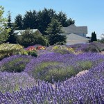 Lavender Festival in Sequim, WA