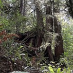 Hike through old growth forest