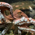 Octopus at  Oregon Coast Aquarium in Newport, OR