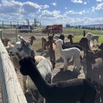 They are curious to smell you, yet fearful