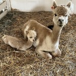 Day-old crea and mom; Alpaca Country Estates in Terrebonne, OR