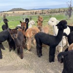 Which color is YOUR favorite?