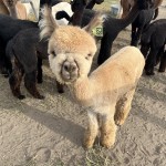 How can you NOT love this face?