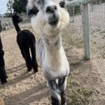 Pucker up for a kiss