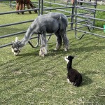 Newborn crea not even on his feet yet